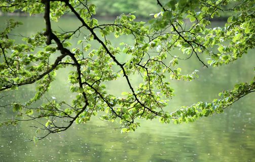 Spring, tree at lake